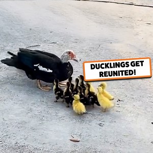 What a wholesome moment captured 😍 | Go Fetch