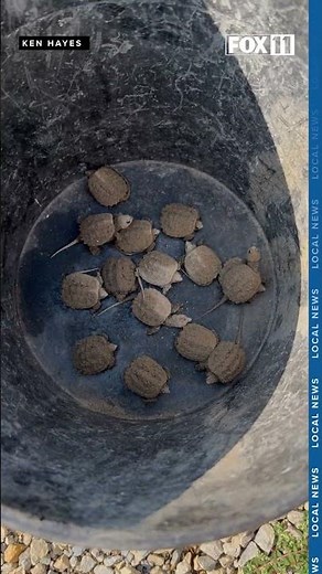 Adorable: Newly hatched turtles get escort to river