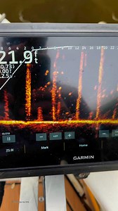 Fishing tips for identifying fish on FFS. #fishingtips #sheepshead | Cody Taylor