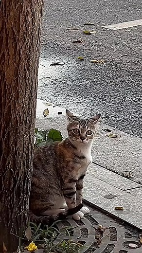 Cat Gets Scared by Car Horn - Funny Compilation Videos