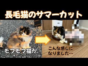 スコティッシュフォールドの長毛猫のサマーカット後が可愛かった
