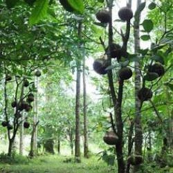 Why do Hmong bury the placenta? [2025] | QAQooking.wiki