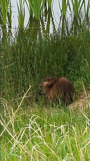 rare sighting! muskrat on land, part 1 🦦 #natureshorts