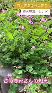昔の農家がレンゲを植えた理由#shorts #自然栽培 #家庭菜園