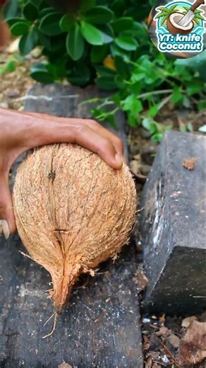 Fresh coconut! Opening the coconut from its shell