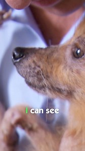 Tragically neglected dog arrives frail with severe hair loss 😢 | Vet On The Hill