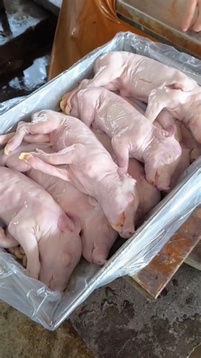 The Final Step of Packaging Piglet Carcasses into Boxes 👀