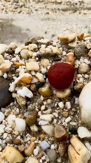 Exploring Unique Red Stone Resembling Strawberry