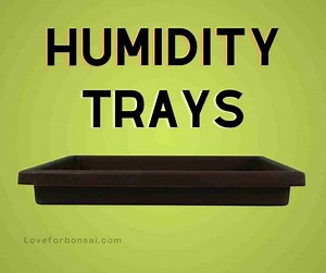 Bonsai Humidity Trays -Everything You Need To Know - Love For Bonsai