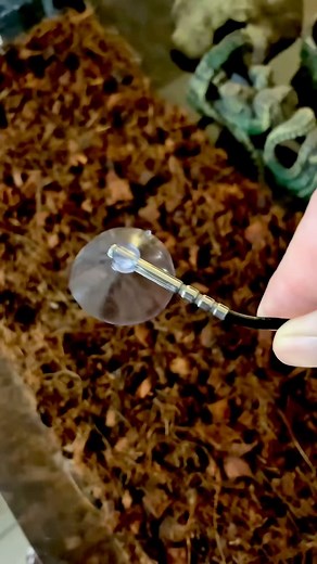 BN-LINK Reptile Heating Pad + Thermostat | Unbox & Install 🐍