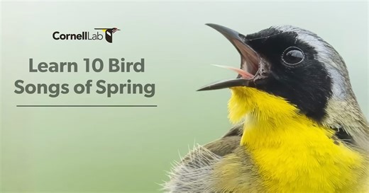 Learn Bird Songs! 34 Common Species to Get You Started