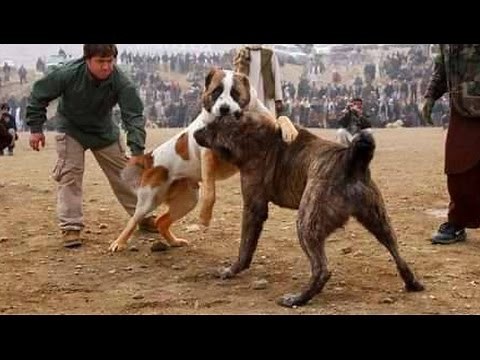 Alabai vs Afghan Kuchi Dog - Dog Videos [Mr Fenley]