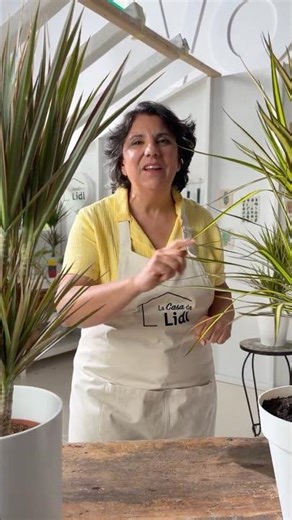 Do you love houseplants? Discover dracaenas! #shorts