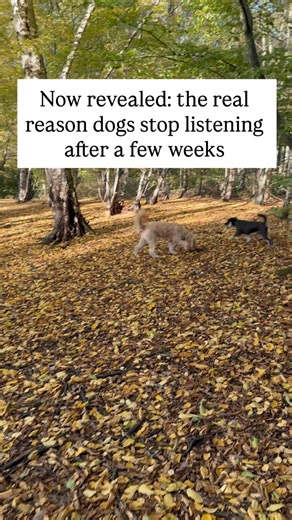 At first, everything works. Your dog listens, responds, and seems to love training. Then suddenly, it fades. The cues stop working. They start looking around instead of coming back. It’s not because your dog forgot. It’s because the feeling behind training changed. In the beginning, training feels fun and full of connection. Then we start chasing progress, and the joy disappears. The trust gets replaced by pressure, and the bond weakens. Dogs don’t stop listening because they’re stubborn. They s