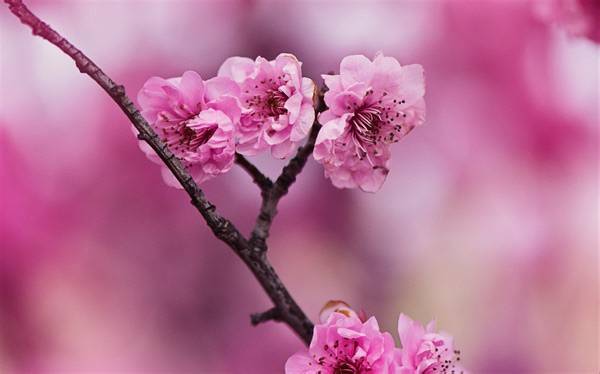 轻松愉快纯音乐🎵听听轻快又调皮的音乐，会带来愉快轻松的心情