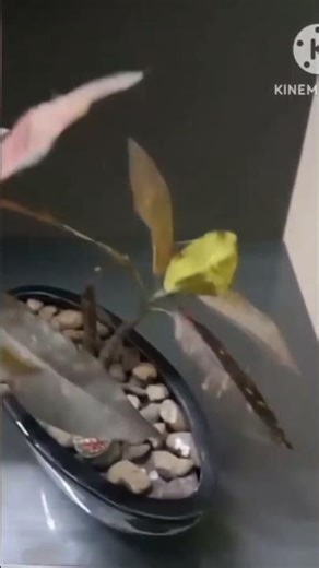 flowers pot #painting #drawing #art #flowers #song #music #trending #animation #flowerpot #diy