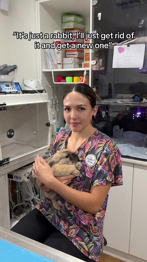 Caring for Rabbits: Insights from Exotic Pet Vets