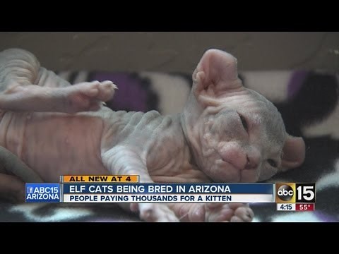 Elf cats being bred in Arizona