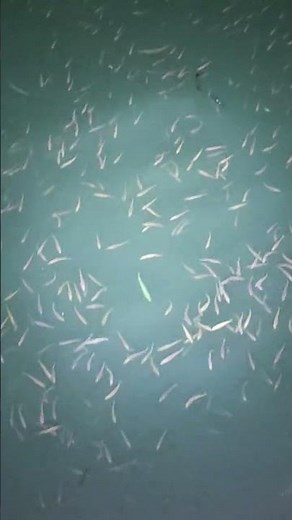 Japanese jack mackerel(Trachurus japonicus)group#mackerel#marinefish