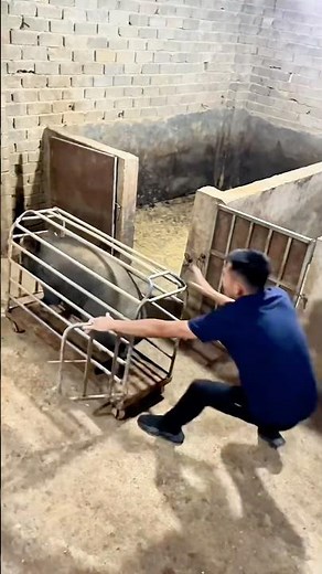 Controlled pig guiding into a cage #labor