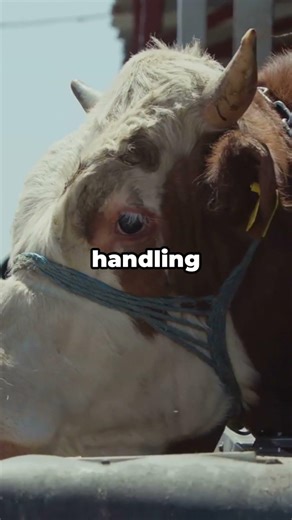 Cows Remember More Than You Think #animals #animalfacts #didyouknow #cow