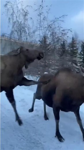 The Largest Deer in the World - Alaska Moose 🦌 | Incredible Moose Facts #shorts