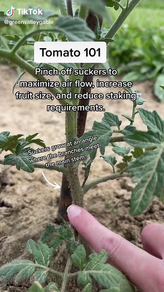 Pinching Tomato Suckers for Healthier Plants