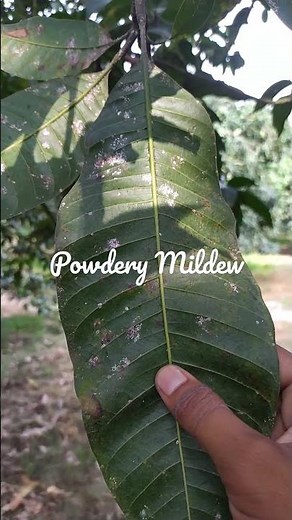 Mango Disease Powdery Mildew | Aam Mein Safed Bimari