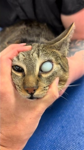 Why Does This Cat’s Eye Look White?! #cat