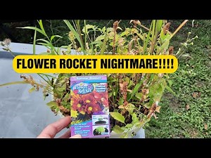 Flower Rocket - 500 Seeds Never Ending Beauty!!! Dollar General 💵 RANT VIDEO!😡😡😡