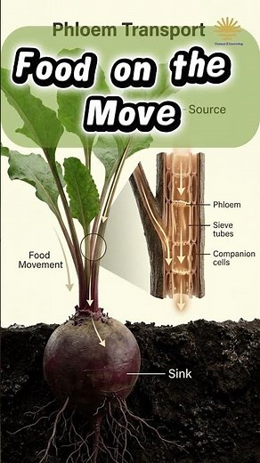 🌱 Translocation in Plants Explained | Source and Sink in Root Beet | Plant Transport System