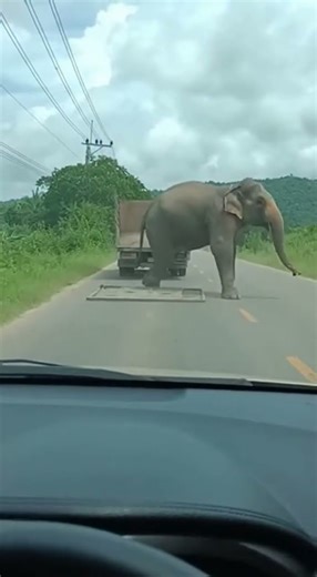 The Roar that Shook the Silence of the Road