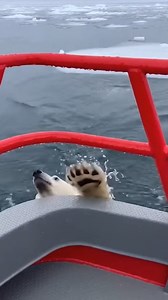 Arctic Rescue: Bear Cub Climbs Aboard Boat Svalbard, Norway — October 14, 2024 An extraordinary moment was captured on camera in the icy waters off Svalbard, Norway, when an adventurous polar bear cub decided to trade its ice floe for a more comfortable ride. Researchers on a marine observation vessel were stunned to see the young cub take a leap of faith into the freezing Arctic waters. The footage shows the small cub hesitating at the edge of a melting ice sheet before diving in and paddling t