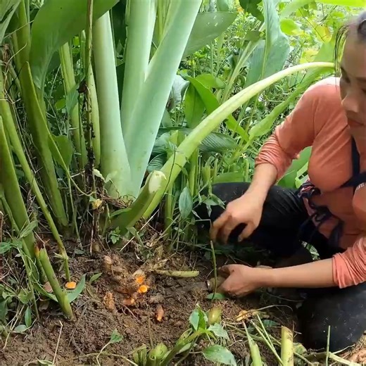 Single Mother Harvesting Turmeric Roots & How to Cook a Colorful Traditional Meal 014 | Single Mom Life | Facebook