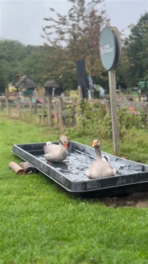 22 reactions | Bath time! Meet our two Embden geese called Sushi and Dumpling! This breed originates from the German town of Embden and they are one of the oldest and most popular breeds. Sushi and Dumpling live next to the Pig Race track so you’ll see them at our daily races. We think they make a pretty cute pair  #goose #embdengeese #surrey #swlondon #daysoutinsurrey #familyfun #daysoutwithkids #thingstodo #cuteanimals #surreyhills | Bocketts Farm Park | Facebook