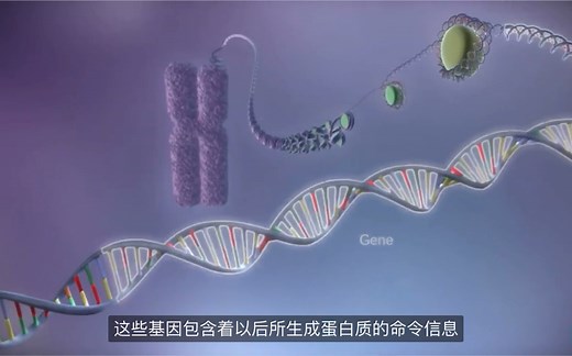 DNA to protein-转录翻译过程的动画演示