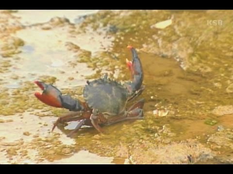 鹿児島・種子島 カニ養殖実験がまさかの打ち切り