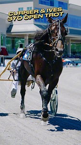 5K views · 157 reactions | The winners of yesterday’s 50th Currier & Ives - 3yo Open Trot races…Splendid - 1:53.4Spaaaanzano - 1:53.3#harnessracing #horse #horsesoftiktok #horsesontiktok #standardbred #horseracing #panasonicgh6 #contentcreator #chrisgoodenvisuals | Chris Gooden | Facebook