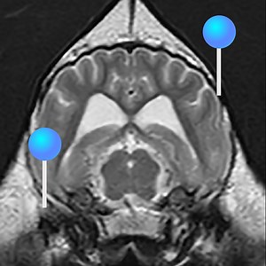 Canine Brain MRI Atlas - Veterinary Radiology: normal anatomy | vet-Anatomy