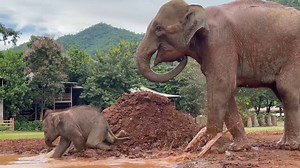 238K views · 10K reactions | This was the first experience of bathing in mud for baby ChaBa. We took Bunma and Chaba for a short walk to relax the mother. Chaba is getting stronger day by day. To learn more about elephants, seeing their better life after rescued, please join EleZoom@ElephantNaturePark today - Sunday 29 Aug 21 at 2.30pm Thailand Time (UTC+7) For the details please contact info@elephantnaturepark.org | Elephant Nature Park | Facebook