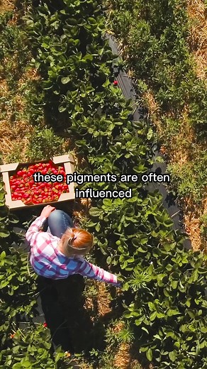 Why do fruits and vegetables change color when ripe?#edutok #eli5 #explainlikeimfive #thexplainerco | TheXplainer