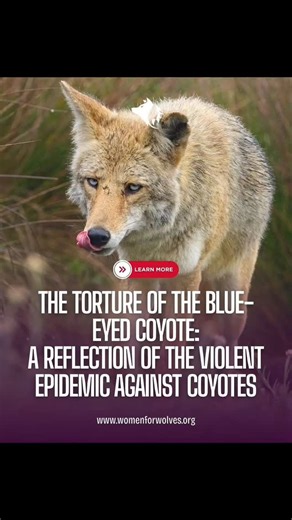 Thank you @womenforwolves I appreciate all you do. The story of the rare Blue-Eyed Coyote is heartbreaking—and it represents a much bigger issue. He was a devoted father, protecting his mate and pups, when Oscar Gomez and other hunters lured his family with fake distress calls. They set dogs on him, paralyzed him with a shot to the spine, mocked his suffering, and held him up as a trophy. This isn’t an isolated case—it’s part of an epidemic. Each year, hundreds of thousands of coyotes are killed