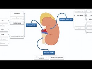 Pathophysiology of Pre renal, Intrinsic and Post renal Acute kidney Injury; mechanisms impair kidney