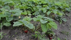 Garden strawberry (simply strawberry, Fragaria ananassa) is a widely grown hybrid species of the genus Fragaria, collectively known as the strawberries, which are cultivated worldwide for their fruit.