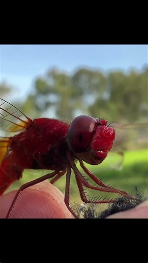 Catching insects in the gardengot Betta fish Etruscan shrew Millipede grasshoppe frog 161