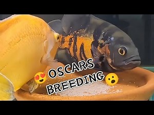 The Ultimate Guide to Oscar Fish Breeding