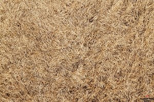 Mowing Dormant Grass: How to Do It Right. With Helpful Tips