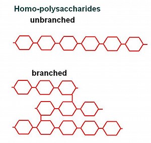 Razlika između homopolisaharida i heteropolisaharida - Vijesti 2026