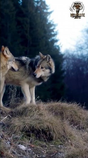 Gray Wolf 🐺 The Most Misunderstood Predator of the Wild!#GrayWolf #WildAnimals #Nature