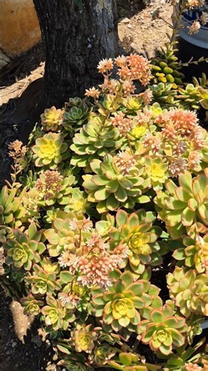 Aeonium kiwi.